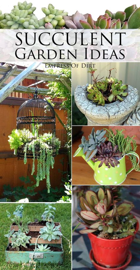 Quirky Garden, Succulent Garden Ideas, Succulent Ideas, Succulent Gardens, Birdcages, Succulent Gardening, Succulents In Containers, Unusual Plants, Succulent Garden