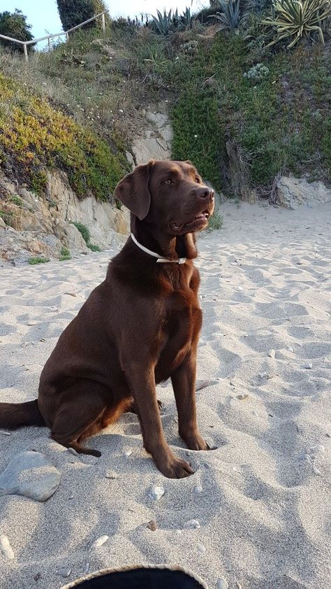 Chocolate Lab Puppies, Chocolate Labs, Cute Dog Wallpaper, Fluffy Puppies, Dogs Cute, Lab Dogs, Labrador Retriever Puppies, Chocolate Labrador, Lab Puppies