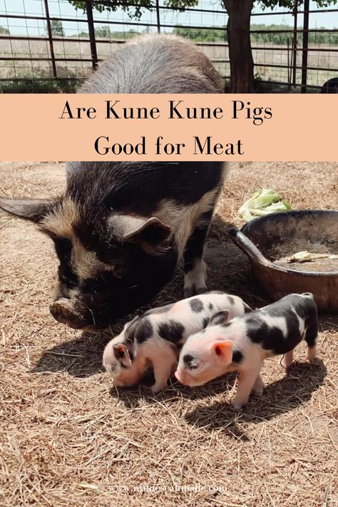 KuneKune pigs are a breed that originated in New Zealand and nearly went extinct during the 1900's. The name "KuneKune" is Maori, the language of the indigenous people of New Zealand, and it means "fat and round." Kune Kune Pigs For Meat, Pig Area Outside, Kunekune Pig Pen, Cows For Meat, Pig Playground, Ninnescah Homestead, Juliana Pigs, Kunekune Pigs, Pig Eyes