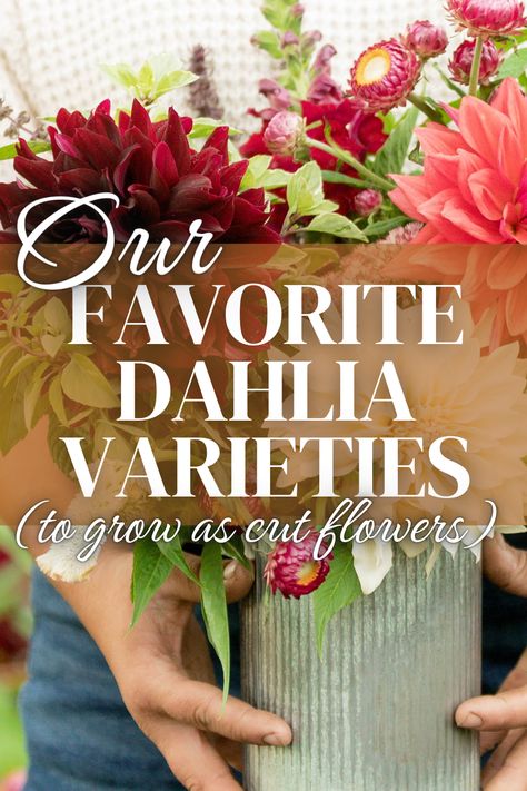 Here at Two Sisters Flower Farm, we LOVEV growing dahlias for cut flowers. Over the years we have grown a lot of different dahlia varieties- in all shapes, colors + sizes! In this blog post, we're sharing which dahlia varieties we love growing to use as cut flowers. Dahlia Floral Arrangements, Growing Dahlias In Containers, Dahlia Aesthetic, Dahlias In Pots, Dahlia Flower Garden, Dahlia Varieties, Dahlia Bouquet, Dahlias Garden, Growing Dahlias