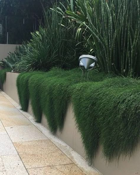 Tropical Landscape Design, Australian Native Garden, Australian Garden, Planting Design, Modern Garden Design, Garden Architecture, Ground Cover Plants, Have Inspiration, Native Garden