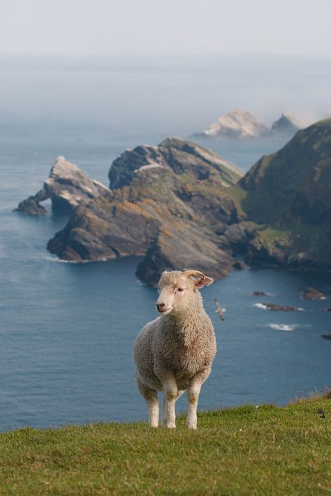 Shetland Island Sheep Shetland Islands Aesthetic, Ireland Sheep Aesthetic, Sheep In Ireland, Shetland Aesthetic, Sheep Astethic, Scottish Guys, Ireland Sheep, Sheep Mountain, Sheep Photography