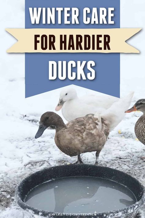 Winter care for ducks that will help them to thrive even when the weather is cold and wet. How to keep them healthy, warm, and laying eggs every day. Learn how to prepare your ducks for the cold weather and ensure they do well throughout the wet, windy, and cold winter season. #winterducks Water For Ducks, Duck Waterer No Mess Winter, Ducks In Winter, Duck Raising, Chicken Water Heater, Duck Waterer, Chicken Water Feeder, Pekin Duck, Duck Breeds