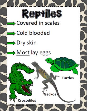 Animal Poster for Reptiles Reptiles Kindergarten Activities, Reptiles Characteristics, Animal Classification For Kids, Reptiles Kindergarten, Reptile Facts, Animal Classification Activity, Reptiles Activities, Crocodile Craft, Life Science Activities