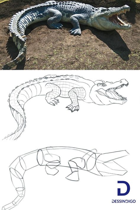 Crocodile Reference Photo, How To Draw Crocodile, How To Draw A Crocodile, Crocodile Reference, Drawing Crocodile, Crocodile Drawing, Green Scales, Alligators Art, Dekoratívne Vence