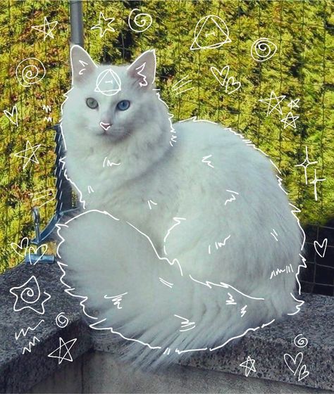 Please Do, White Cat, Made By Me, Feel Free, White