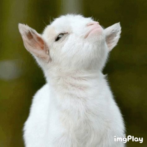 Goat Gloat GIF - Goat Gloat Funny Animals - Discover & Share GIFs Happy Goat, Goats Funny, Cute Goats, Baby Goats, Animal Farm, Funny Animal Videos, Yorkie, Puppy Love