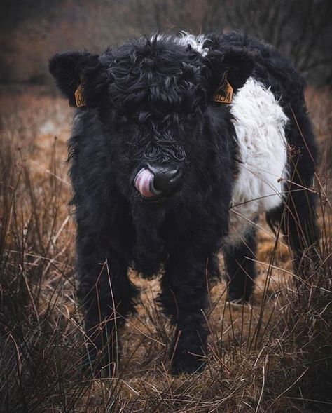 Belted Galloway Cows Art, Galloway Cattle, Belted Galloway, Elephant Eye, Misty Landscape, Countryside Living, Western Stuff, Fluffy Cows, Beef Cattle