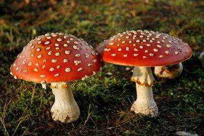 Red Toadstools Mushroom Reference, Puffball Mushroom, Amanita Phalloides, Children Of The Forest, Fly Agaric Mushroom, Poisonous Mushrooms, Mom In Law, Amanita Muscaria, Red Mushroom