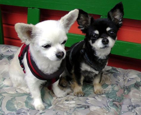 6 Types of Chihuahuas (With Pictures) | Hepper Types Of Chihuahua, Chihuahua Breeds, Therapy Dog Training, Socializing Dogs, House Training Puppies, Cavalier King Charles Dog, Rescue Puppies, King Charles Dog, Dog Potty Training