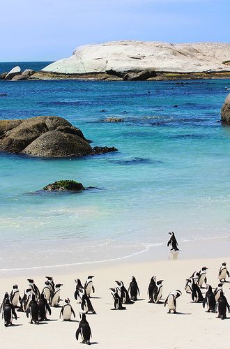 Playing with penguins | Cape Town - www.afriendafar.com Boulders Beach, شرم الشيخ, Boulder Beach, Africa Do Sul, Cape Town South Africa, Beaches In The World, Zimbabwe, Africa Travel, Zambia