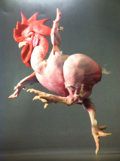 Featherless chicken Hairless Animals, Chicken Drawing, Chicken Pictures, Beautiful Chickens, Rooster Art, Photographie Portrait Inspiration, Chicken Art, Chicken Humor, Pet Chickens