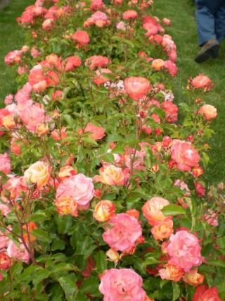 Knockout Roses Care, Japanese Lilac Tree, Double Knockout Roses, Drift Roses, Rose Fertilizer, Knockout Roses, Lilac Tree, Rosa Coral, Traditional Roses