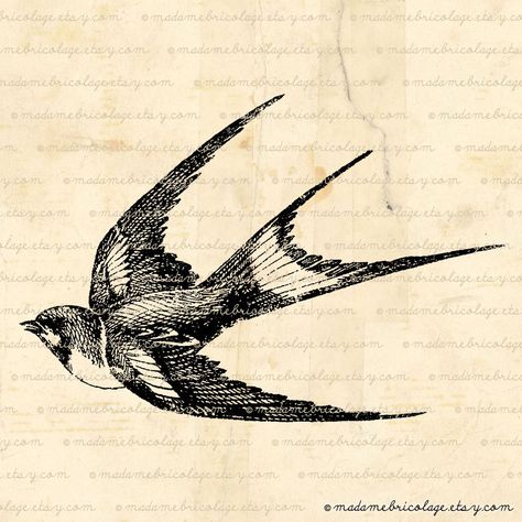 Cliff Swallow Tattoo, Swallow Sketch, Swallow Drawing, Swallow Tattoo Design, Swallow Bird Tattoos, Flying Swallow, Vogel Tattoo, Japanese Bird, Swallow Tattoo