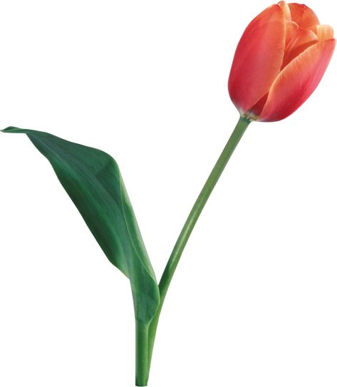 Tulip Png, Tulip Seeds, Cherry Blossom Vector, Flowers For Valentines Day, Flower Png Images, Png Images Free, Photo Clipart, Leaf Images, Sticker Png