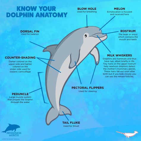 Marine Biologist Notes, Biology Study Notes, Marine Biology Notes, Biology Journal, Biology Animals, Ecco The Dolphin, Ocean Journal, Animals Under The Sea, Learning Animals