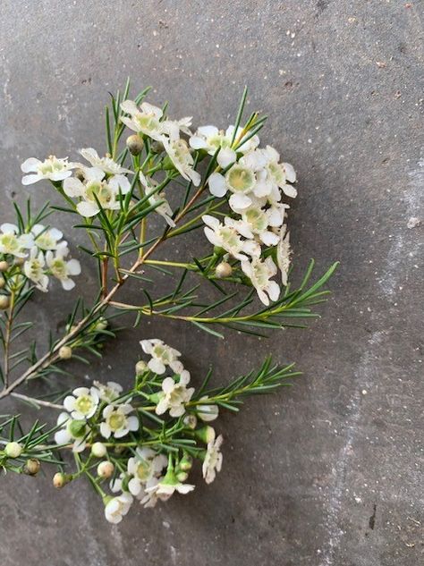 White Waxflower White Flower Varieties, Stock White Flower, White Tweedia, White Waxflower, White Veronica, White Wax Flower, Stem Flowers, Holly Wedding, Flower Rainbow