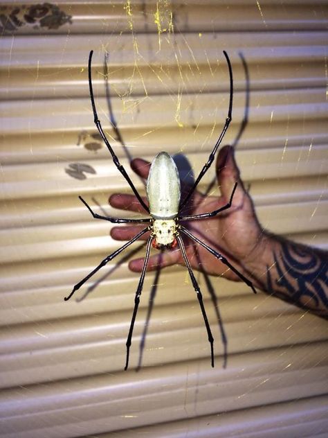 A Pic A Mate Took Last Night. Awesome Spidley. South East Queensland, Australia Spiders In Australia, Meanwhile In Australia, Arachnids Spiders, Cool Insects, Saltwater Crocodile, Giant Spider, Cool Bugs, Body Features, Beautiful Bugs