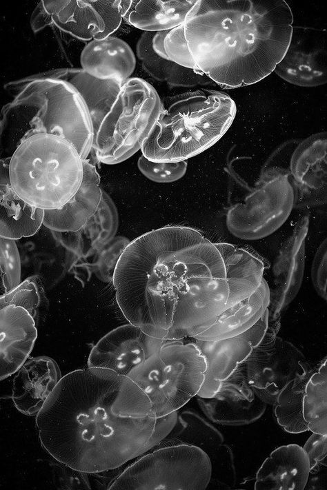 In Water, Jellyfish, Black And White, Water, White, Black