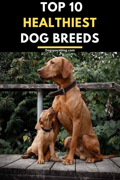 Low Energy Dogs Breeds, 57 Dog Breeds, Medium Size Dog Breeds, Low Shedding Dog Breeds, Non Shedding Dog Breeds, Working Dog Breeds, Protective Dog Breeds, Healthiest Dog Breeds, Medium Dog Breeds