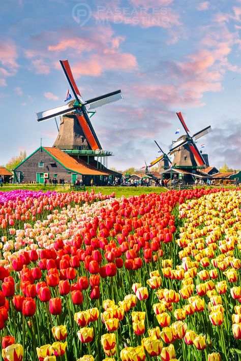 #Tulipanes en #Holanda
...
#flores #viajar #europa Windmill Images, Netherlands Windmills, Day Trips From Amsterdam, Holland Windmills, Dutch Windmills, Netherlands Travel, Amsterdam Travel, Travel Photography Inspiration, European Travel