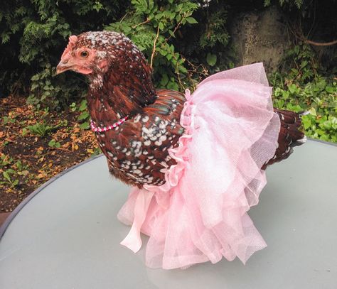 Chicken Harness, Pretty Pretty Princess, Chicken Clothes, Chicken Dress, Chicken Sweater, Chicken Hats, Fancy Chickens, Chicken Crafts, Beautiful Chickens