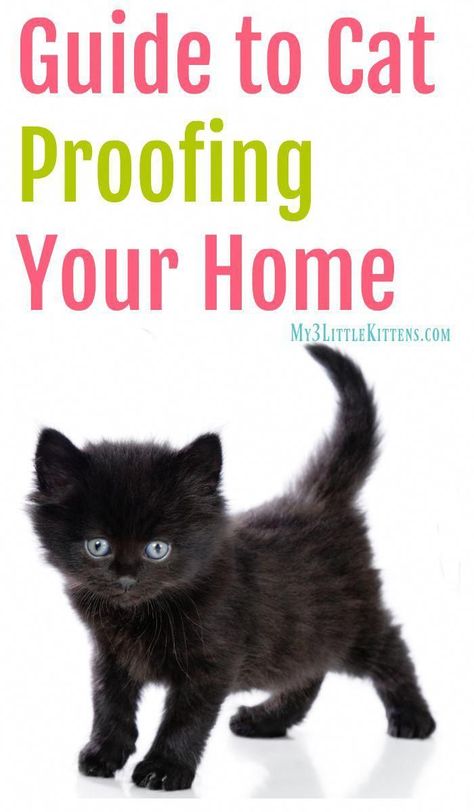 First Time Cat Owner, How To Cat, Cat Proofing, Cat Hacks, Pet Advice, Cat Care Tips, Kitten Care, Cat Training, Pet Hacks