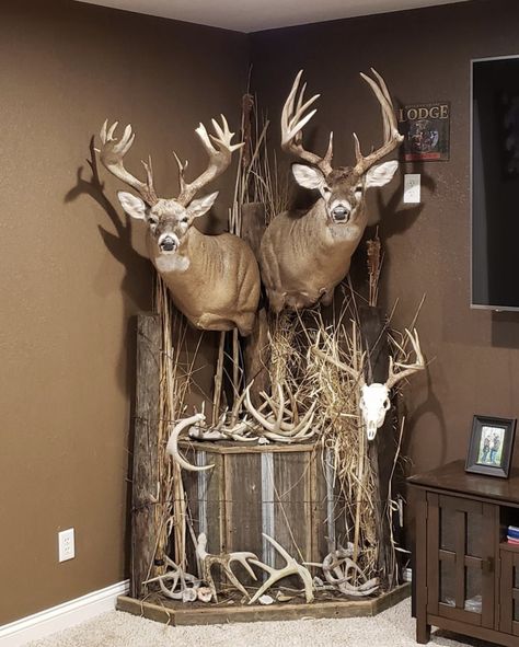 Deer Hunting Man Cave, Deer Display Ideas, Deer Mounts Ideas, Whitetail European Mount Ideas, Pedestal Deer Mount Ideas, Deer Head Mount Ideas Display, Taxidermy Deer Mounts, Deer Antler Display Ideas, Black Bear Mounts