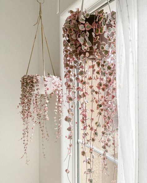 String Of Hearts Plant, Chain Of Hearts, Plants Hanging, String Of Hearts, Hanging Plants Indoor, Hanging Succulents, Pink Plant, Trailing Plants, Plant Decor Indoor