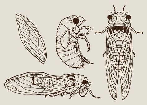 Cicada Set Hand Drawn Vector Cicada Art, Cicada Tattoo, Bug Tattoo, Insect Tattoo, Bug Art, Beautiful Bugs, Women Sweatshirts, Insect Art, Ladies Top