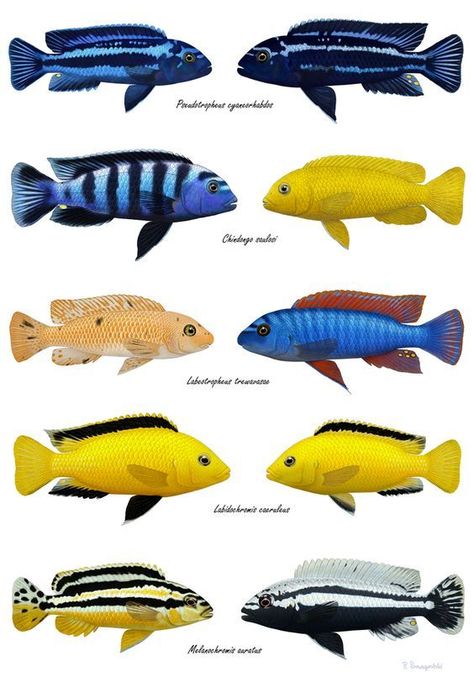 Mbuna Cichlids Tanks, Mbuna Cichlids, Cichlid Tank, Lake Malawi Cichlids, African Cichlid Aquarium, Fish Chart, Cichlid Aquarium, Fish Aquarium Decorations, Malawi Cichlids