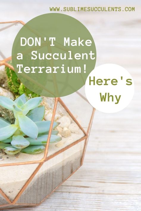 Cacti Terrarium, Replanting Succulents, Succulents In Glass, Open Terrariums, Diy Succulent Terrarium, Cactus Terrarium, Stylish Sofas, Flowering Succulents, Beautiful Terrariums