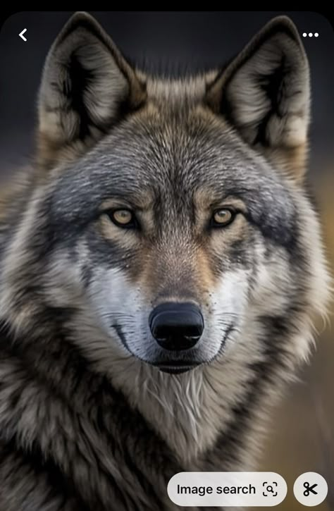 Wolf Head Photography, Wolf Face Photography, Wolf Portrait Photography, Beautiful Wolves Photography, Wolf Art Drawing, Wolves Photography, Real Wolf, Mexican Wolf, Snarling Wolf