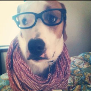 hipster dog Hipster 2010s, 2010s Hipster, Silly Animal Pictures, Egyptian Drawings, Hipster Dog, Swag Pics, 2013 Swag Era, Funny Emoji, Silly Dogs