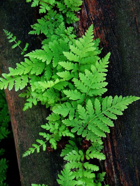 A split log with ferns Moss Carpet, Wild Ferns, Wild Violets, Ferns Garden, Terrarium Containers, Meteor Garden 2018, Shade Perennials, Table Centrepiece, Fern Plant