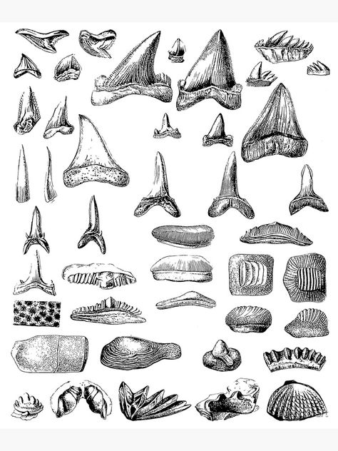 Shark Teeth Drawing, Smash Aesthetic, Shark Tooth Drawing, Geology Drawing, Victor Tattoo, Tooth Drawing, Shark Tooth Tattoo, Teeth Illustration, Fossil Art