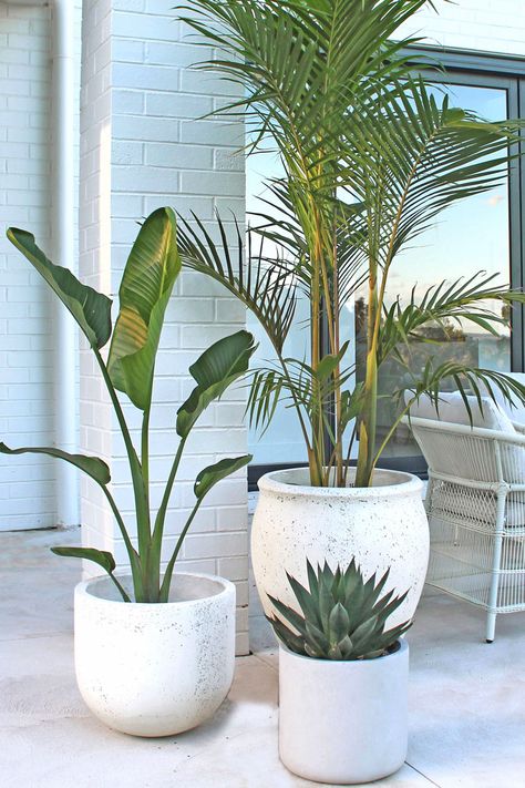 With so many colours, shapes, sizes and styles, it's tempting just to buy the pot you like the look of best - but take a few minutes to consider some of the points in our guide. You'll end up with pots that suit your needs, your space and your plants! Pot Plants Pool Area, Patio Plant Pot Ideas, Pool Area Plants In Pots, Outdoor Pot Plant Styling, Pot Plants On Deck, Decor Pots & Planters, Pot Plants Around Pool, Plants For Decking Area, Deck Potted Plants