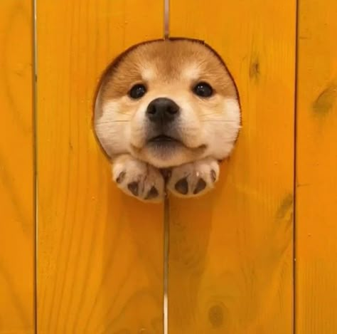 Shiba Inu Aesthetic, Shiba Cute, 강아지 그림, Photographie Portrait Inspiration, Silly Animals, Cute Animal Photos, Cute Cats And Dogs, Cute Creatures, Cute Little Animals