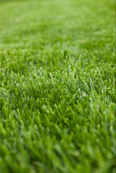 Shade Tolerant Grass, Best Grass Seed, Landscape Bricks, Fescue Grass, Shade Grass, Growing Grass, Grass Painting, Diy Lawn, Grass Wallpaper