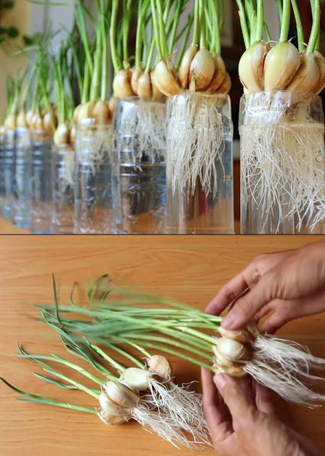 Grow garlic easily in a productive home garden! How & when to plant in soil, pots or water, with best tips on harvesting, curing & storage. - A Piece of Rainbow, backyard, small space gardens, grow your own food, homestead, homesteading, winter, spring, fall, edible garden, raised beds Growing Garlic In Pots, Growing Garlic From Cloves, Grow Garlic Indoors, Garlic Shoots, Nigella Lawson Recipes, Grow Garlic, Growing Garlic, Gardening Techniques, Garlic Head