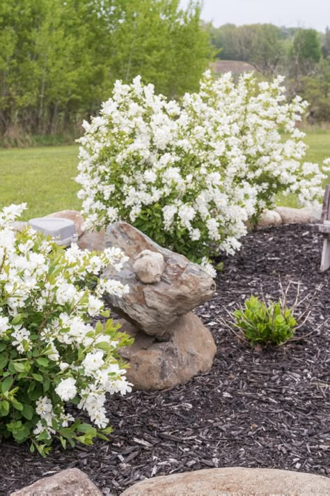 White Summer Snowflake Viburnum Flowering Shrub - CREATIVE CAIN CABIN Summer Snowflake, White Flowering Shrubs, White Flowering Trees, Outside Landscaping, White Flowers Garden, White Flower Garden, Flowering Bushes, Garden Arbor, Garden Shrubs