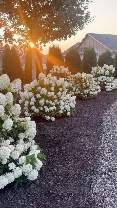 Front Yard Garden Landscaping Ideas, Hydrangea Landscaping Along Fence, Hydrangea Full Sun, Front Porch Garden Ideas Flower Beds, Full Sun Landscaping Ideas Front Yard, Hydrangea Tree Landscaping, Peony Landscaping, Arborvitae And Hydrangea Landscaping, Simple Front Garden Ideas