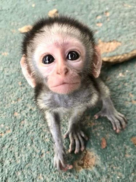 Funny Monkey Pictures, Funny Monkeys, Tiny Monkey, Naruto Quotes, Baby Monkeys, Pet Monkey, Monkeys Funny, Monkeys, To Share