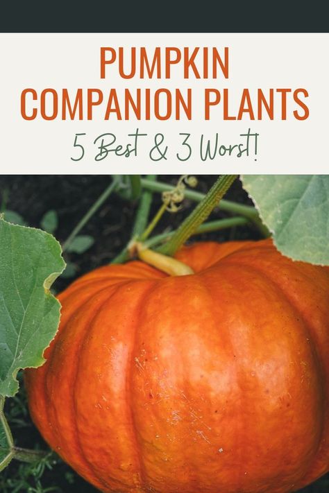 Are you wondering what the best (and worst) pumpkin companion plants are? Then you’re in the right place! Using companion planting is an excellent way to save space in the garden all while maximizing the health of your plants. #companionplants #companionplanting #pumpkincompanions #pumpkincompanionplants #plantingpumpkins #gardenplanning #howtoplantpumpkins #growpumpkins #growingpumpkins Squash Companion Plants, Vegtable Garden, Companion Gardening, Pumpkin Vine, Planting Pumpkins, Pumpkin Garden, Growing Pumpkins, Companion Plants, Pole Beans