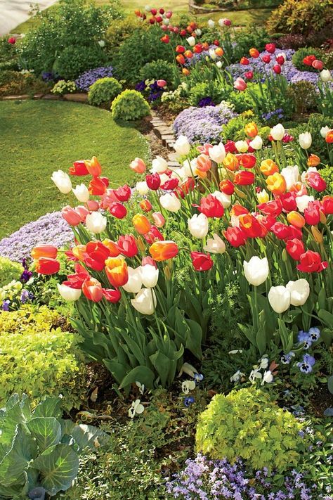 Linda Vater English Garden with Tulips in Oklahoma When To Plant Tulips, Small Flower Gardens, English Garden Design, Creeping Phlox, Small Front Yard Landscaping, Short Plants, Front Yard Garden Design, Tulips Garden, Front Yard Garden