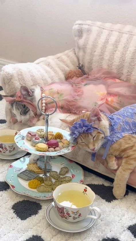 All Posts • Instagram Cat Bday, Cat Tea Party, Board Night, Pretty Scenery, Cat Area, Pinterest Contest, Dress Attire, Kittens Playing, California Poppy