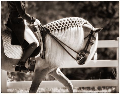 Horse Hair Braiding, Haflinger Horse, Horse Braiding, Horse Story, Cat Run, Horse Mane, Equine Photographer, Dressage Horses, English Bull Terriers