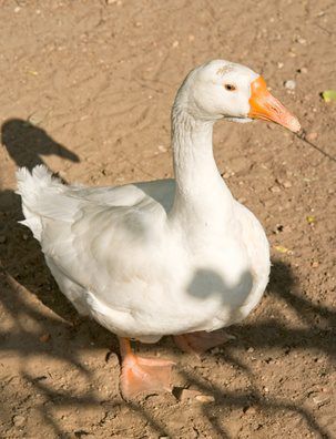 Goose Costume, Garden Goose, Concrete Goose, Concrete Yard, Goose Outfits, Lawn Goose, Porch Goose, Mother Goose Nursery, Goose Nursery