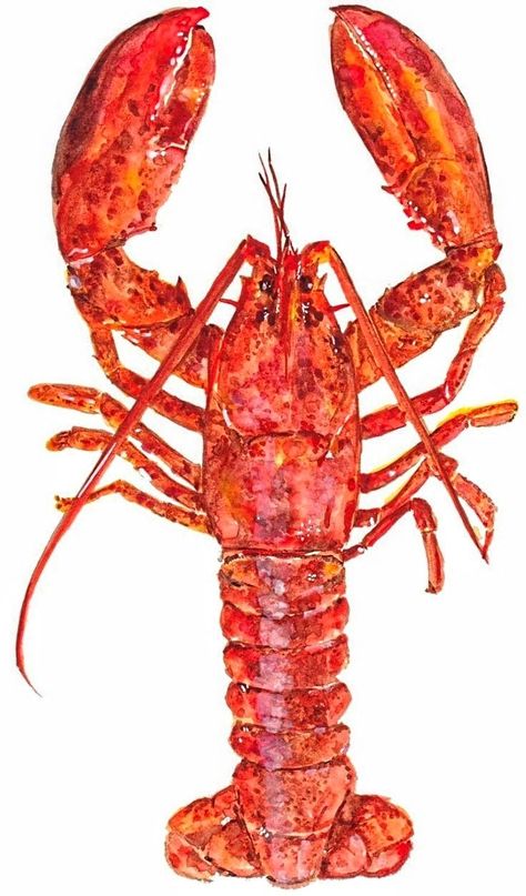 Lobster Art, Underwater Theme, My Art Studio, Crustaceans, Sea Art, Watercolor Animals, Paper Print, Food Illustrations, Art And Design