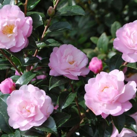 October Magic, Camellia Sasanqua, Camellia Plant, Fossil Creek, Lots Of Plants, Backyard Shade, Pink Highlights, Landscaping Tips, Flowering Shrubs